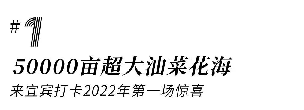 2022春节成都周边油菜花,2022年成都油菜花观赏地