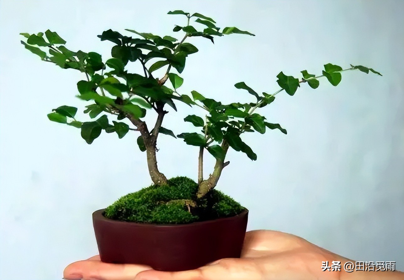 制作盆景的入门造型技巧,微型盆景掌上盆景规模化生产