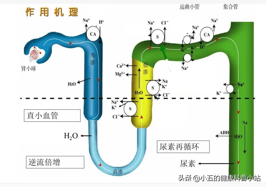 慢性心衰能长期服用螺内酯吗,心衰患者螺内酯的用法