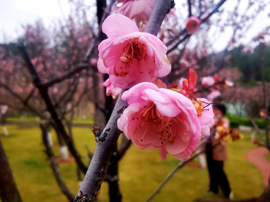 深圳成功打造世界著名花城,深圳打造国际花园城市