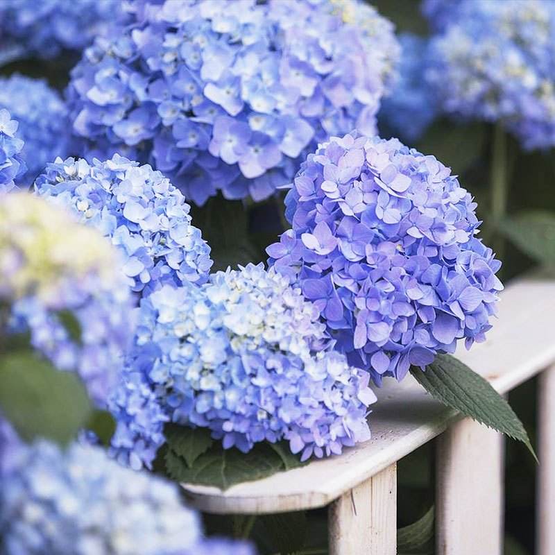 喜酸的花卉能浇酸醋吗,喜欢酸性土壤的花可以浇醋吗