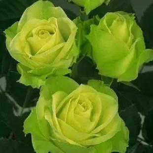 月季美图100张,妩媚动人的月季花图片