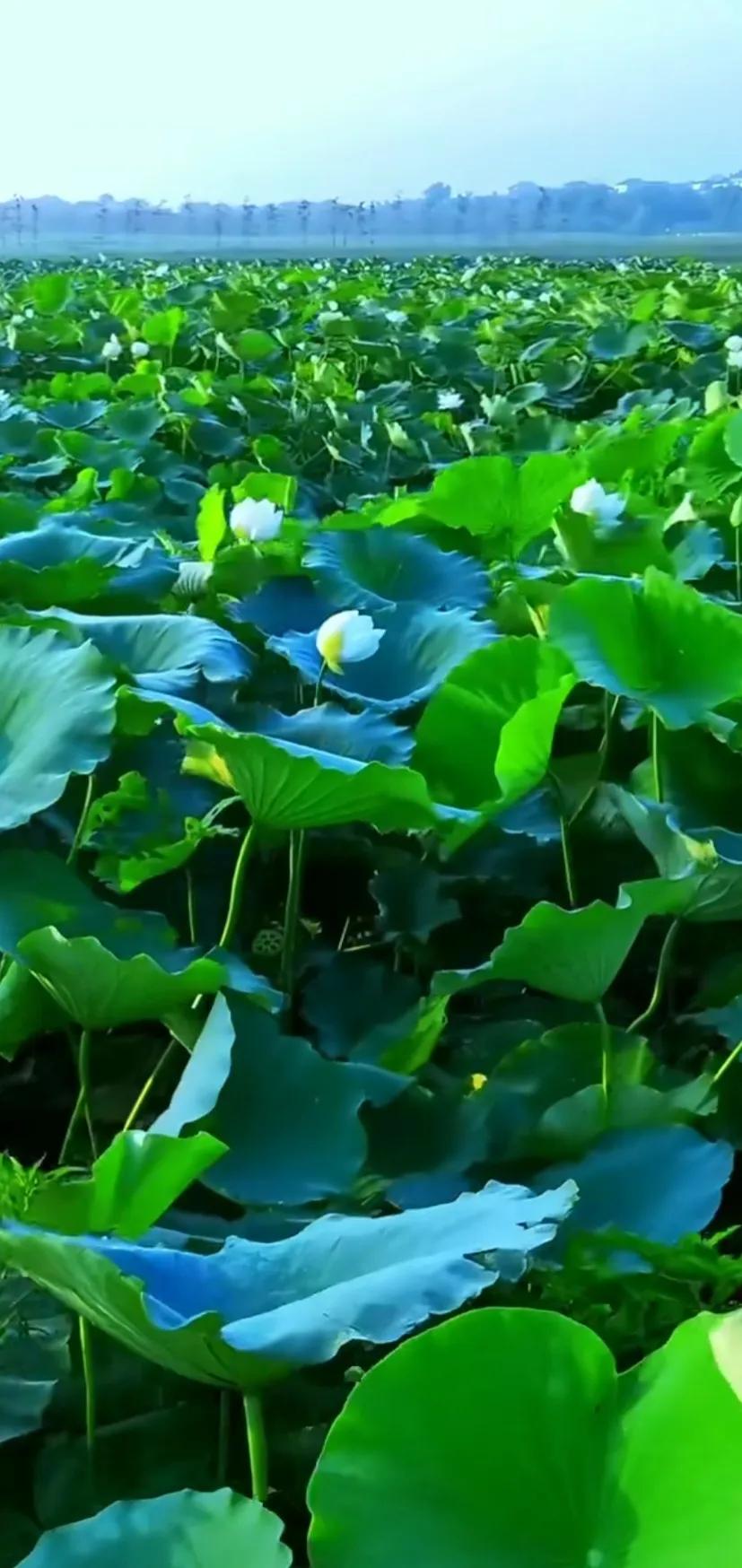 夏日美丽的荷花图片,荷花图片配上字映日荷花别样红