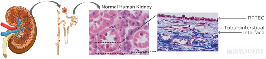 生物3d打印公司,中国最好的3d打印生物公司