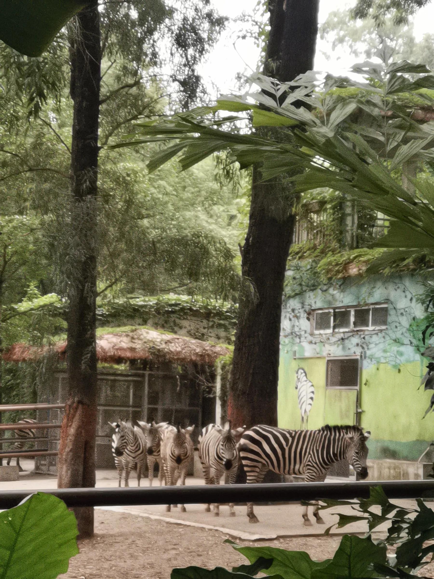 五一广州动物园攻略自由行,五一游广州野生动物园