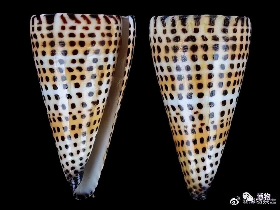 吃螺有粘液可以直接吃吗,吃了螺不能吃什么