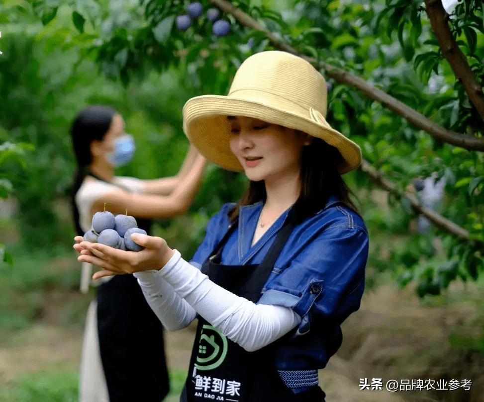 卖服装→卖农品→卖品牌,95后种田CEO助农创收300万