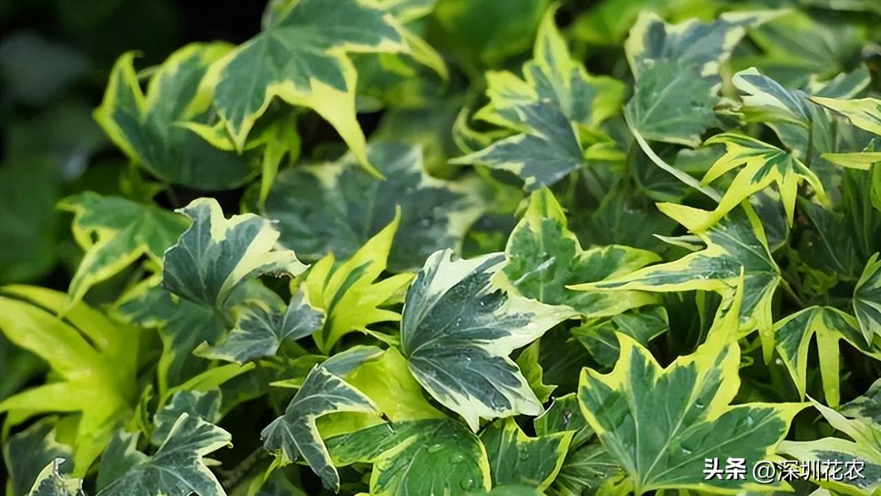 吸收甲醛的最好植物长藤,净化空气最佳植物常春藤