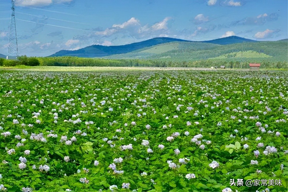 全国哪些地方的土豆最好吃,全国哪的土豆最好