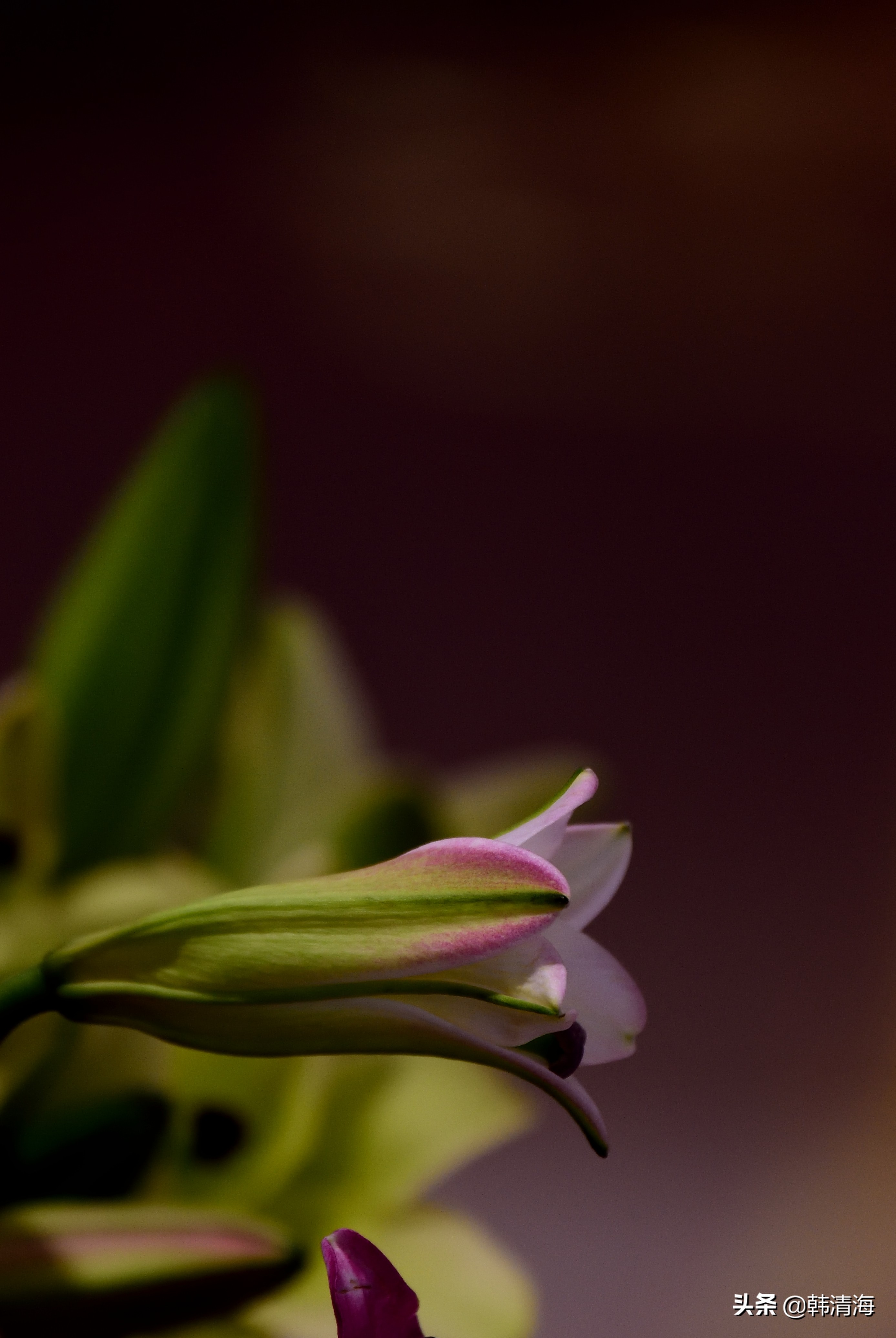 花香满屋真假自辩