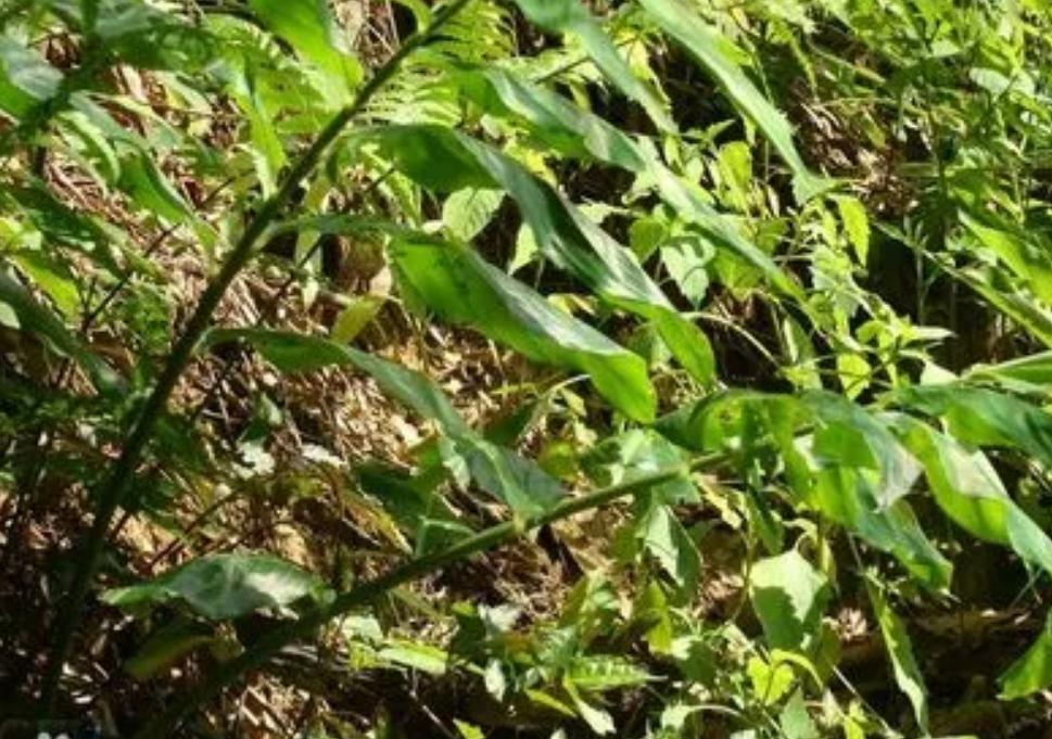 解密苗族蛊毒,揭秘苗族蛊术真相