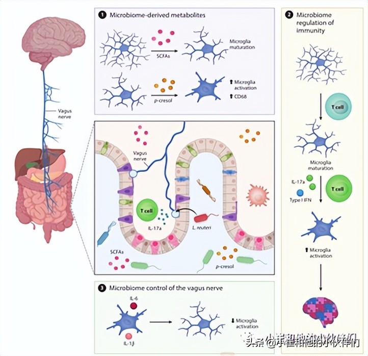 绁炵粡缁勭粐鐨勭粏鑳炵被鍨嬪寘鎷摢涓ょ,绁炵粡缁嗚優鍙戣偛鐗圭偣