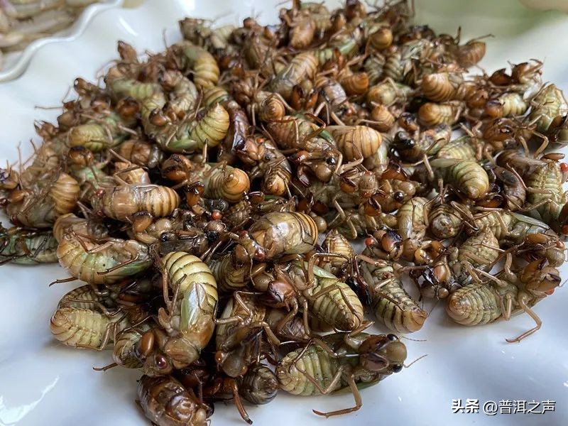 有一种味道叫普洱丨花吃够了，该吃虫了！