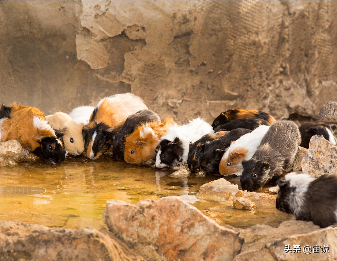 豚鼠的养殖前景,豚鼠的生活习性和生存环境