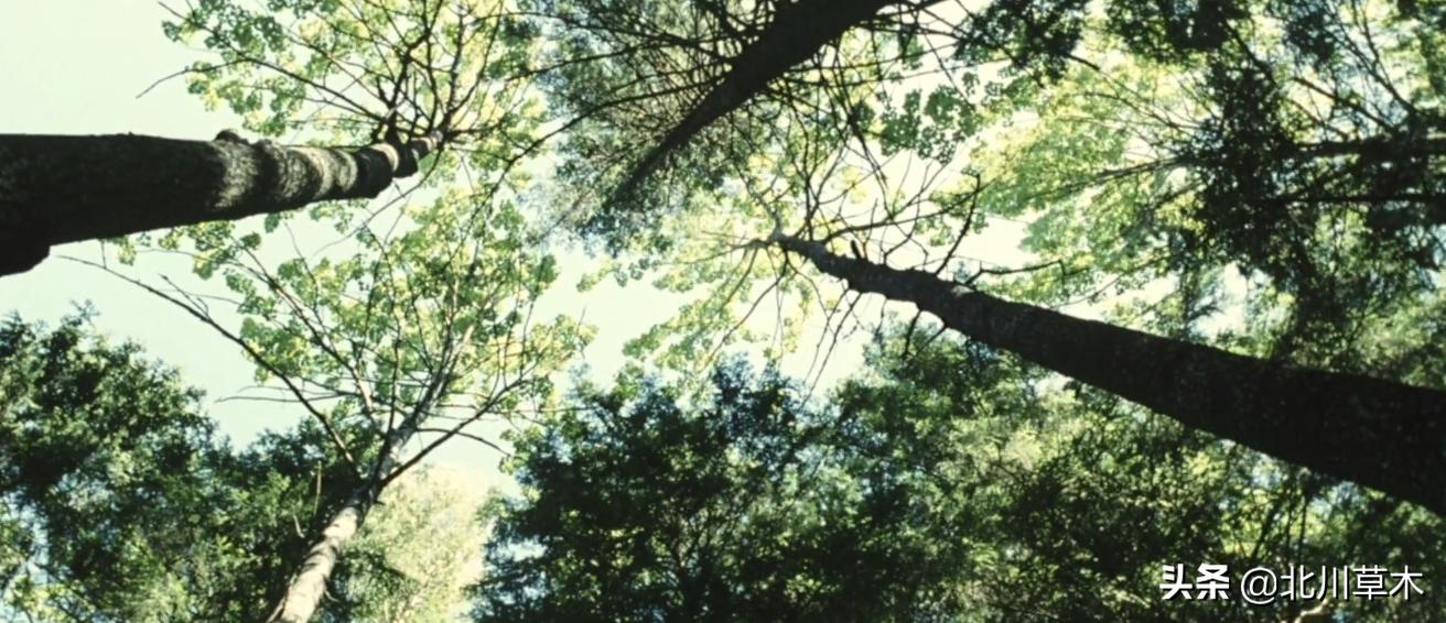 治愈电影《海鸥食堂》三个奇怪的欧巴桑，观看中你会不自觉地微笑