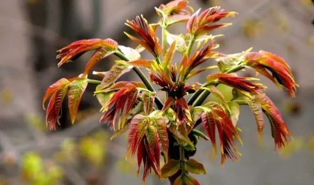 亚运美食食堂,2022亚运会菜肴