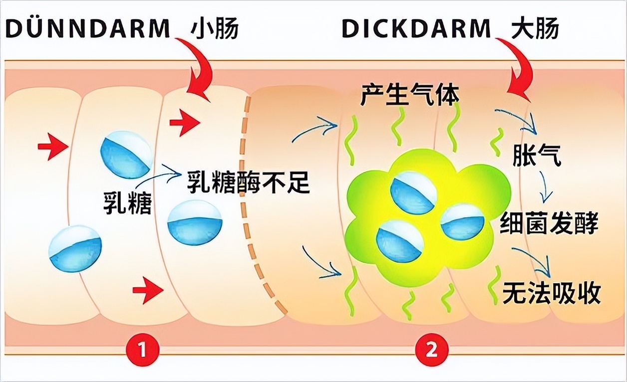 奶酪评测,12款奶酪的超深度评测