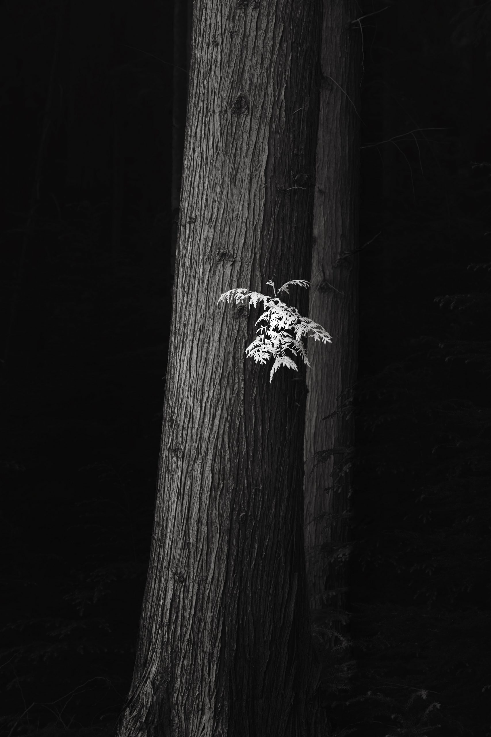 “天花板级别”的黑白摄影作品，用什么软件完成？
