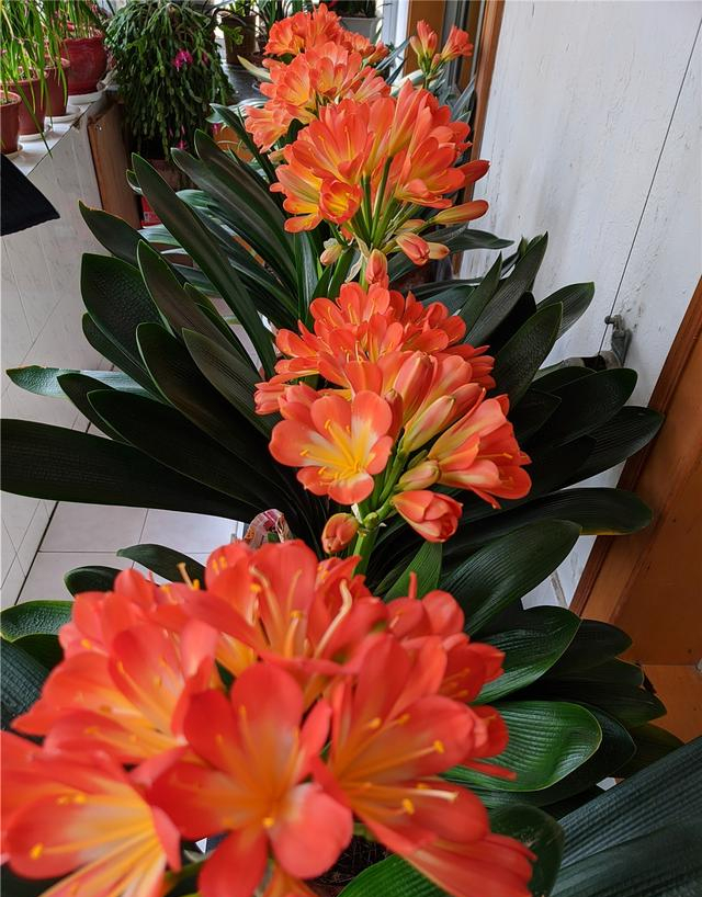 这10种花冬天最怕水越浇越死,5种花浇不死浇水越多长得越旺