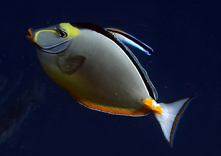 海缸入门,海缸入门背滤