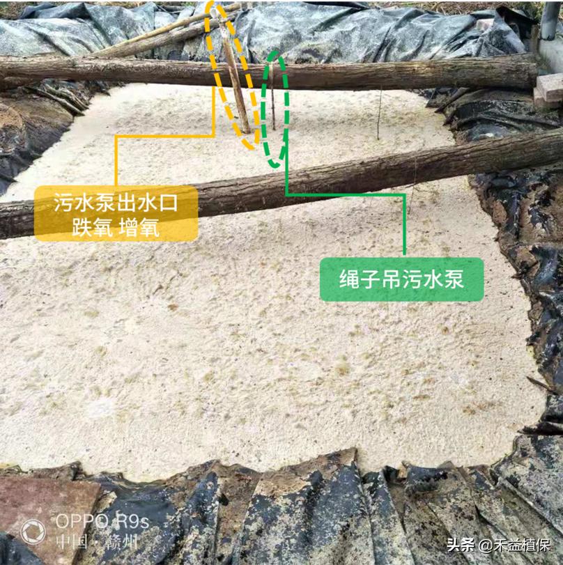 菜籽饼当肥料起什么作用,未腐熟菜籽饼怎样施柑橘果树