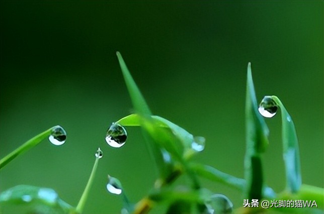 描写秋天的小草五言诗句,描写小草一年四季变化的诗句