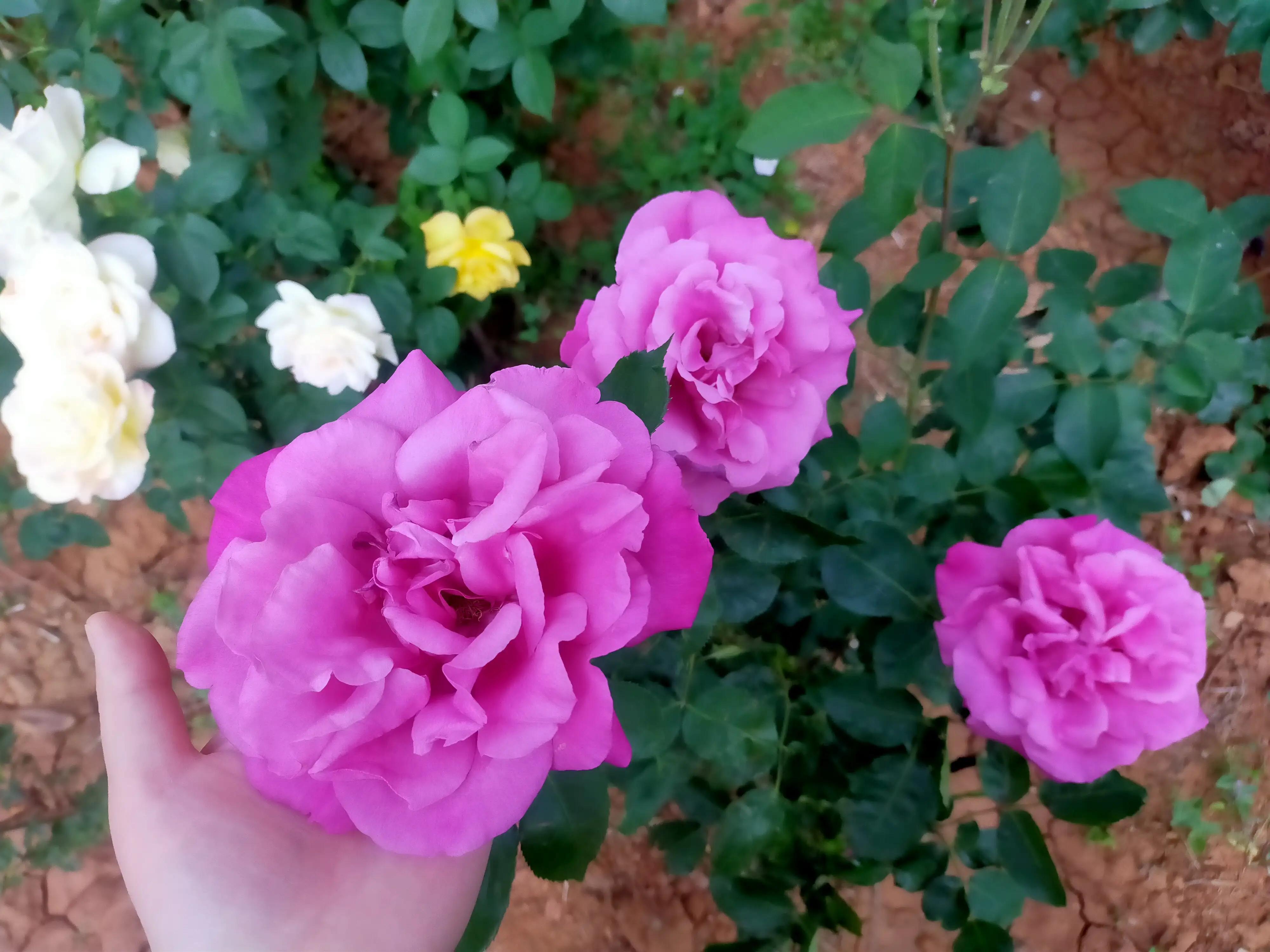 忘关车窗下雨进水的正确处理方式,汽车车窗忘了关淋雨了怎么办