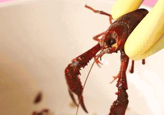 小龙虾什么部位不能吃,麻辣小龙虾头怎么吃