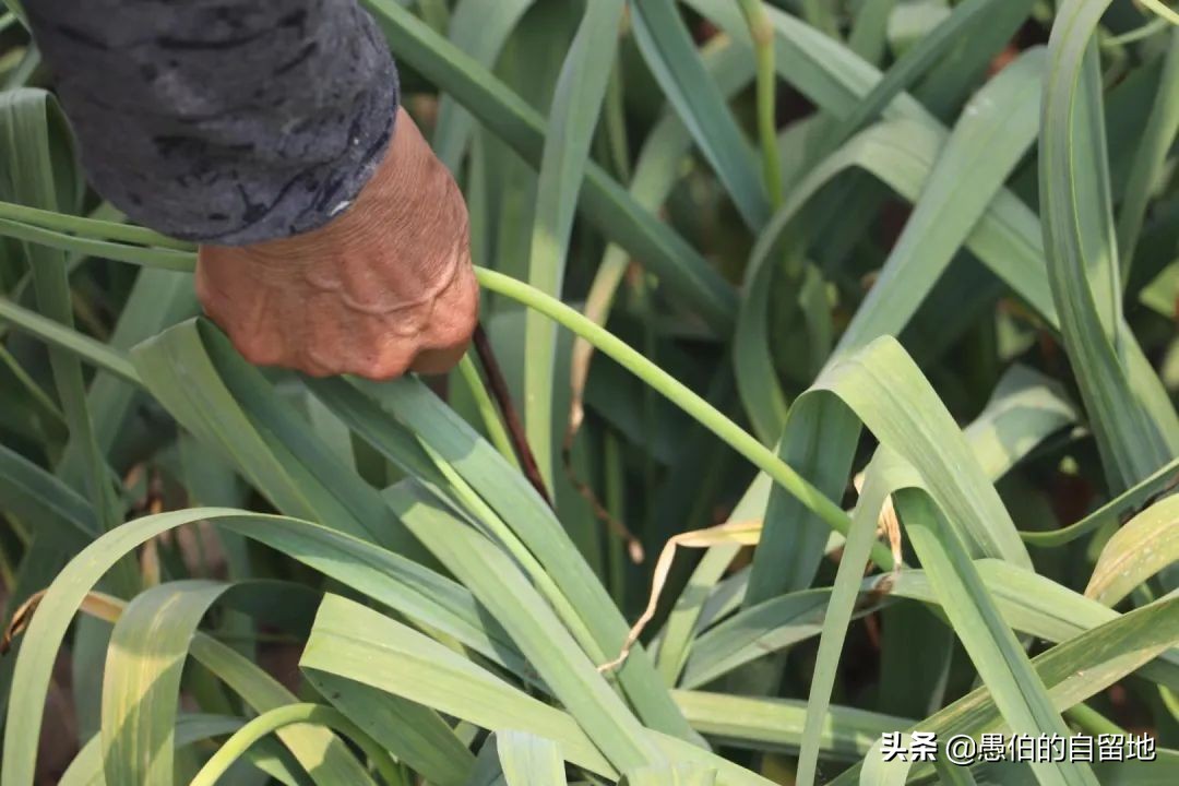 五一快到了农村拔蒜苔,五一劳动节收蒜苔