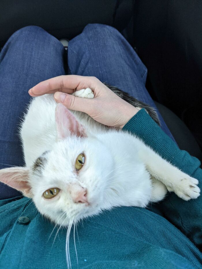 治愈宠物的笑容,治愈人心灵的宠物有哪些