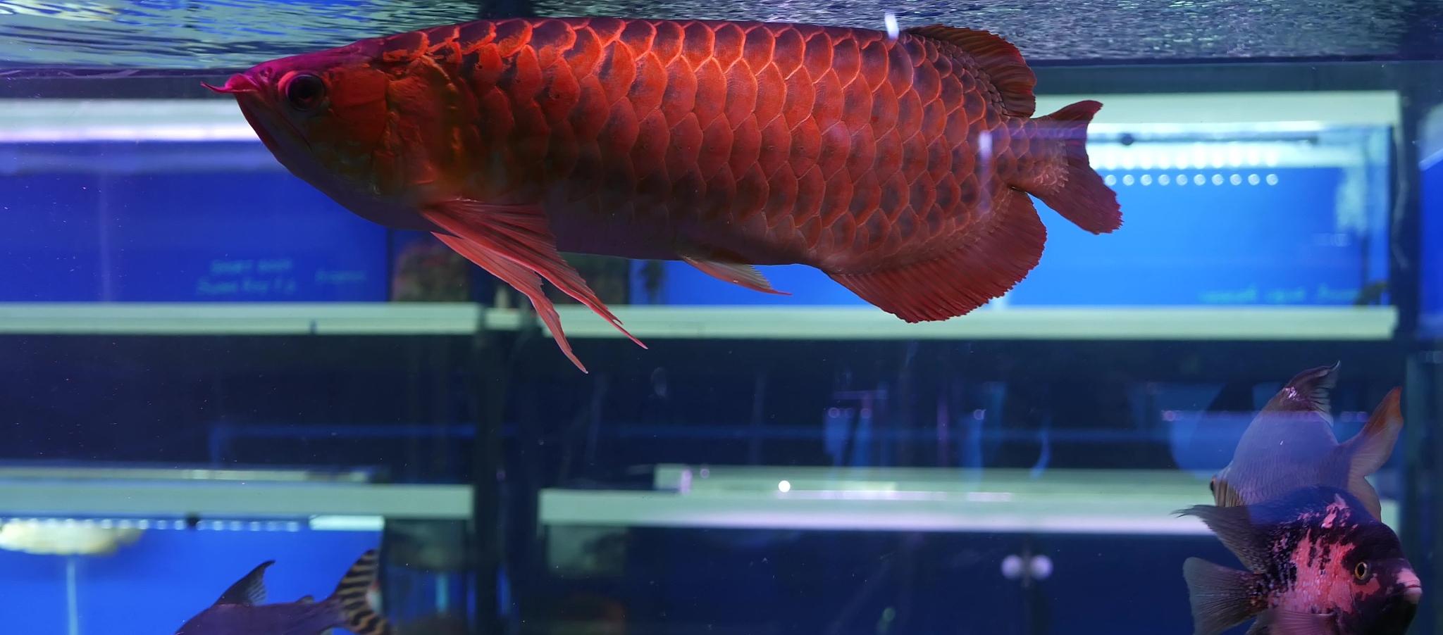 龙鱼撞缸,切勿慌乱!