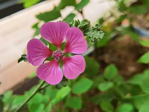 促花神器磷酸二氢钾,促花用花多多好还是磷酸二氢钾好