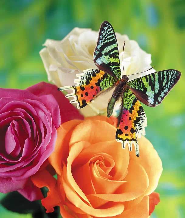 分享——自然界最美丽的蝴蝶,优美的身姿,轻盈的体态飘舞花丛中