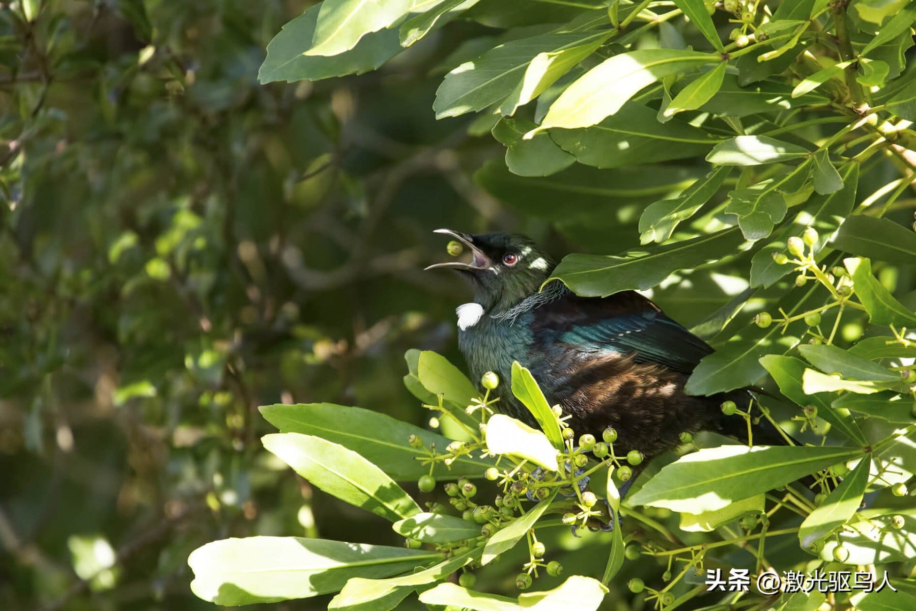 鸟类对人类还有哪些好处呢,人类没有了动物会怎样