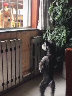 雪纳瑞有灵性的表现,雪纳瑞到底是个什么样的狗