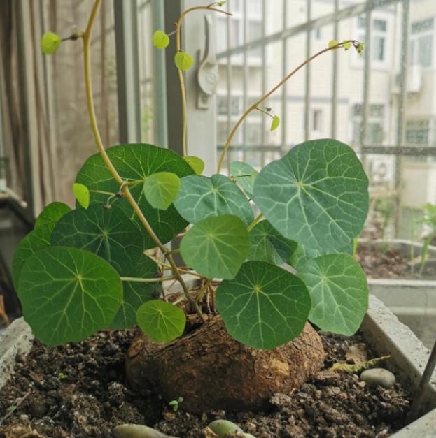 盆土板结最简单方法,盆土板结小妙招