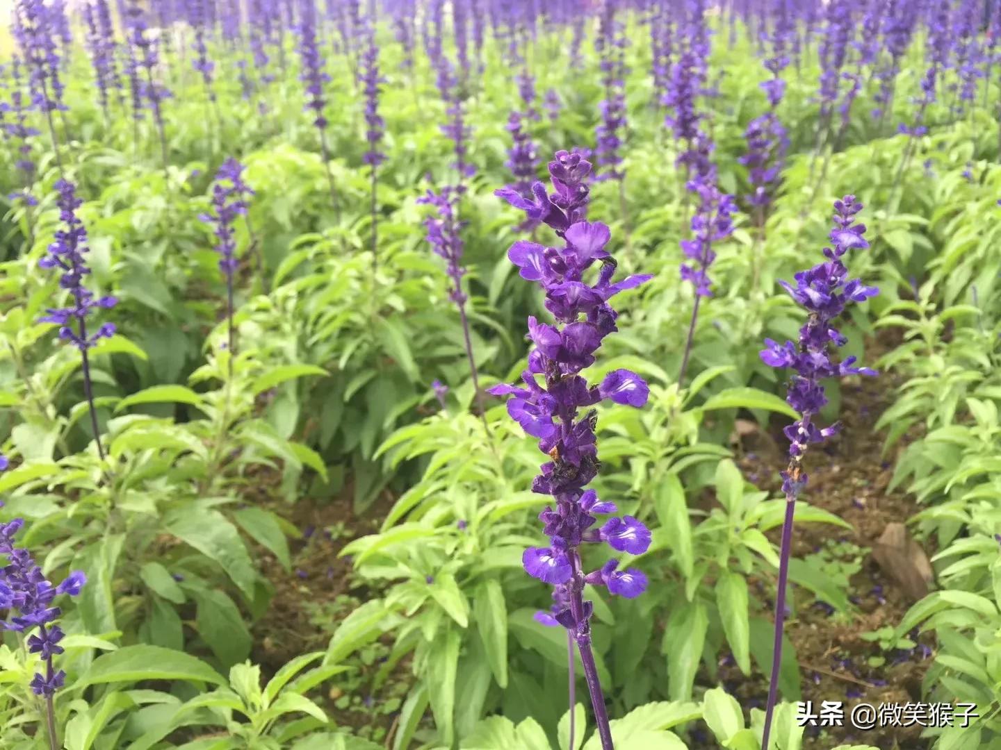 城市里的氧吧,广州番禺莲花山旅游区
