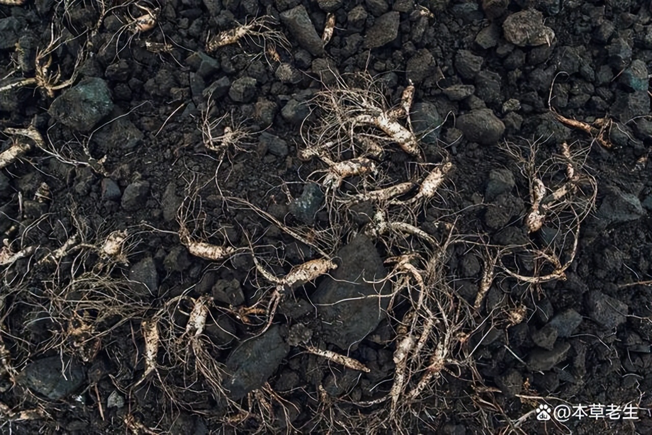 美国西洋参和中国西洋参有啥区别,美国产的西洋参好处是什么