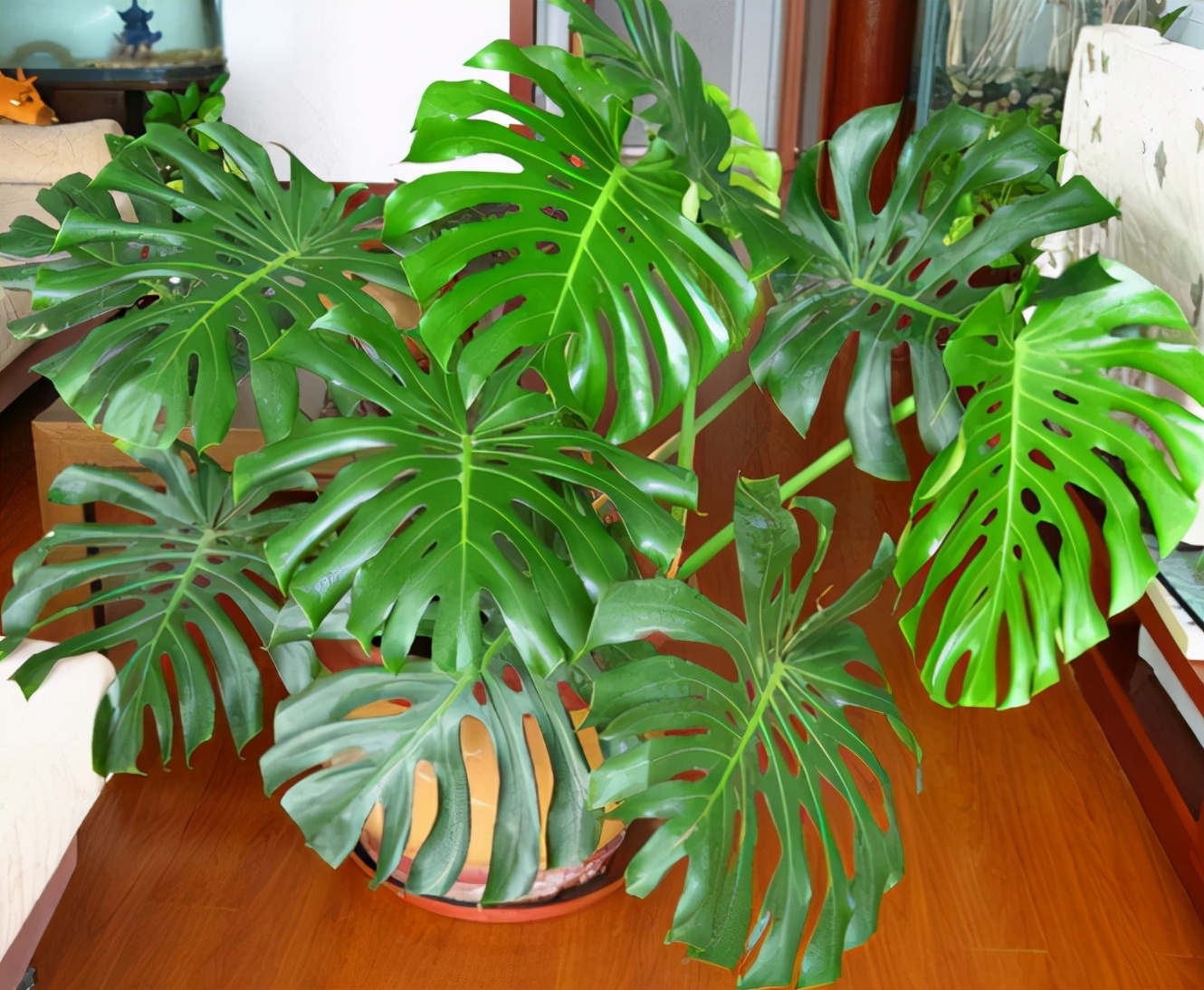 针对甲醛最好的绿植,甲醛最怕的十种绿植排名