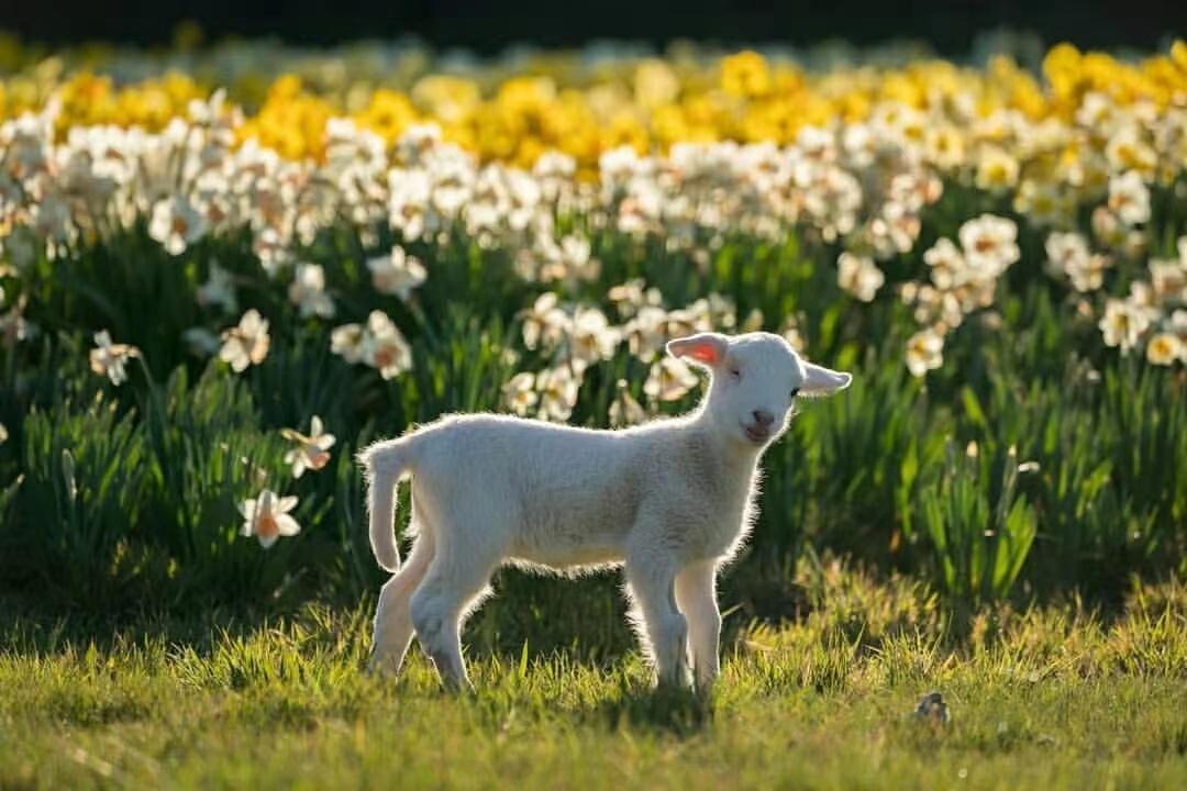 说文解字：羊，羊在古代与祥相通，吉祥之意，是祥瑞的象征