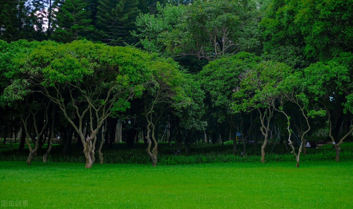 周末森林公园推荐深圳宝安,深圳森林公园登上山顶看美景