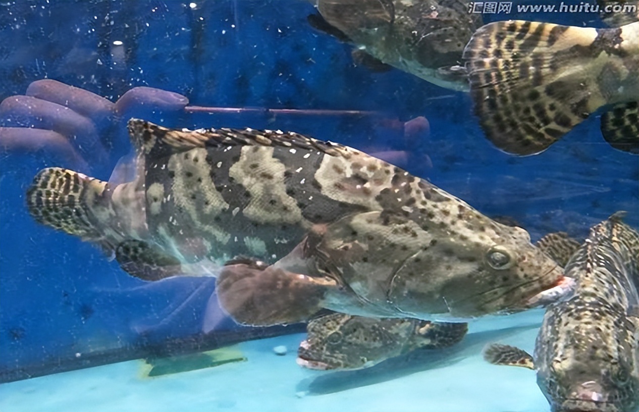 马鞭草和鹿衔草对养殖虎龙杂交斑生长与免疫影响的研究