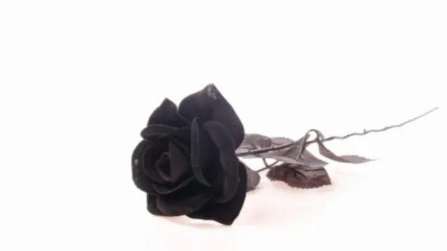 玫瑰花的浪漫花语是什么,七朵玫瑰花的花语