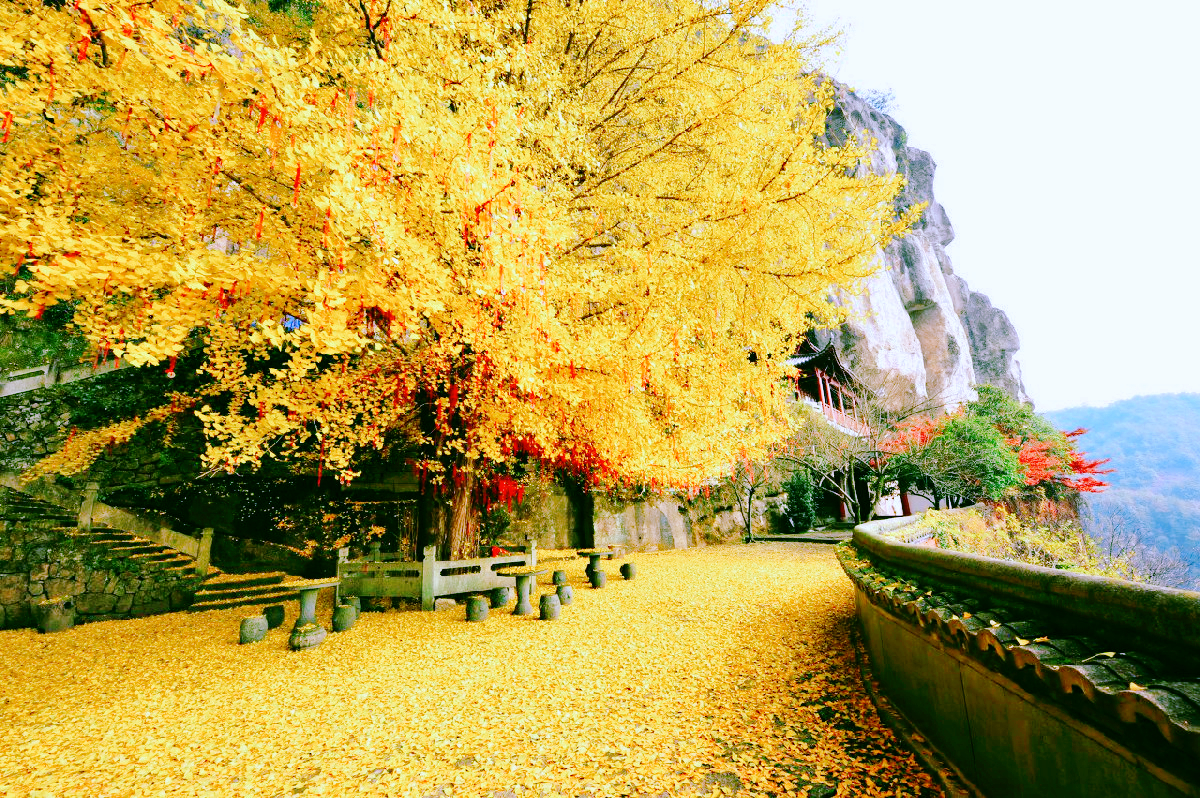 银杏树价格一落千丈,银杏果的价格90年代