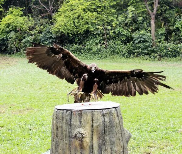 广州长隆野生动物园全部动物,广州长隆野生动物园所有动物介绍