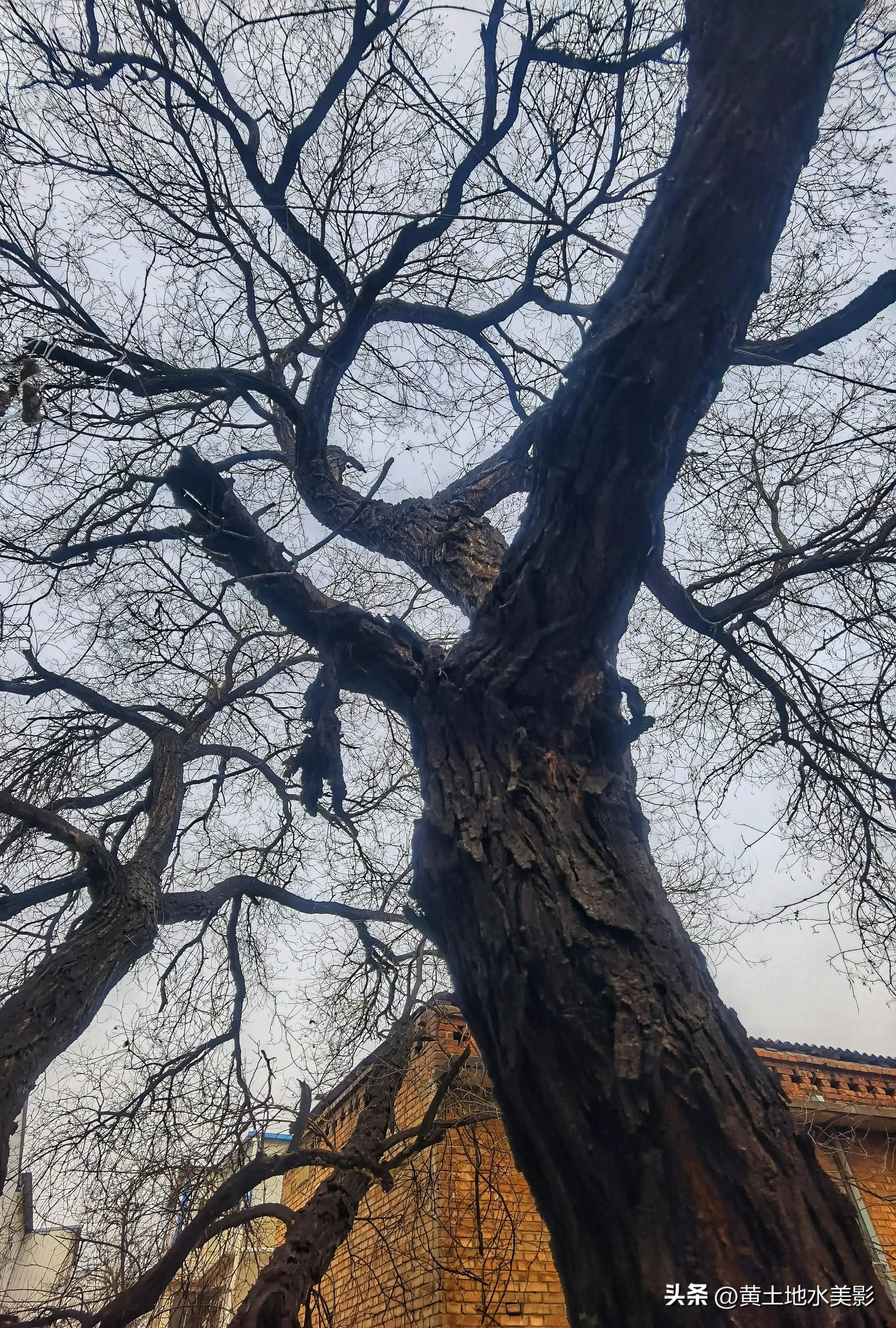 村里有棵五百多年树龄的国槐,一棵四百多年的国槐