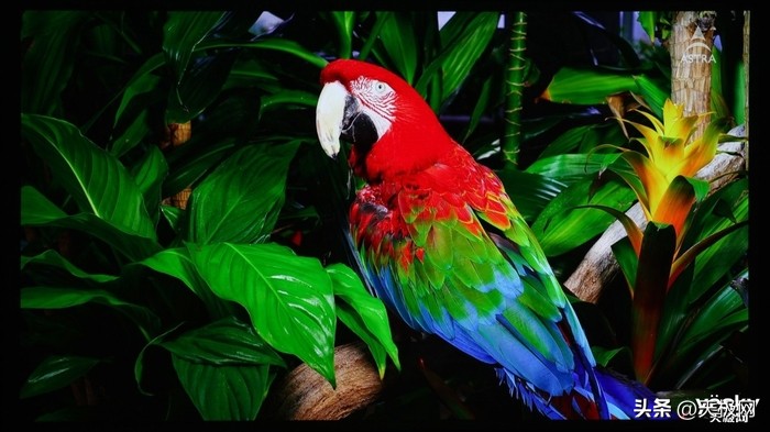 投影仪当贝x5ultra极米,当贝x5ultra4k超级激光投影