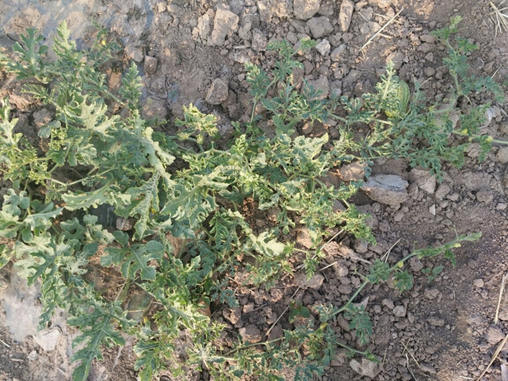 戈壁硒砂瓜和麒麟瓜哪个好吃,硒砂瓜又被称为戈壁西瓜