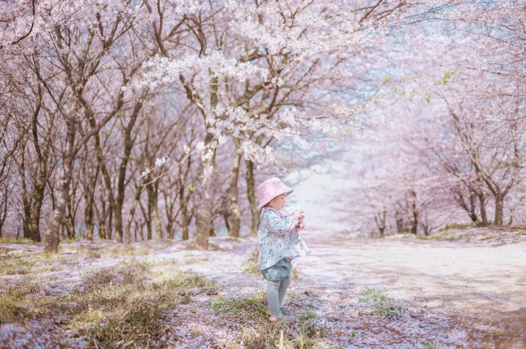 贵州安顺平坝万亩樱花园,安顺平坝樱花园面积有多少