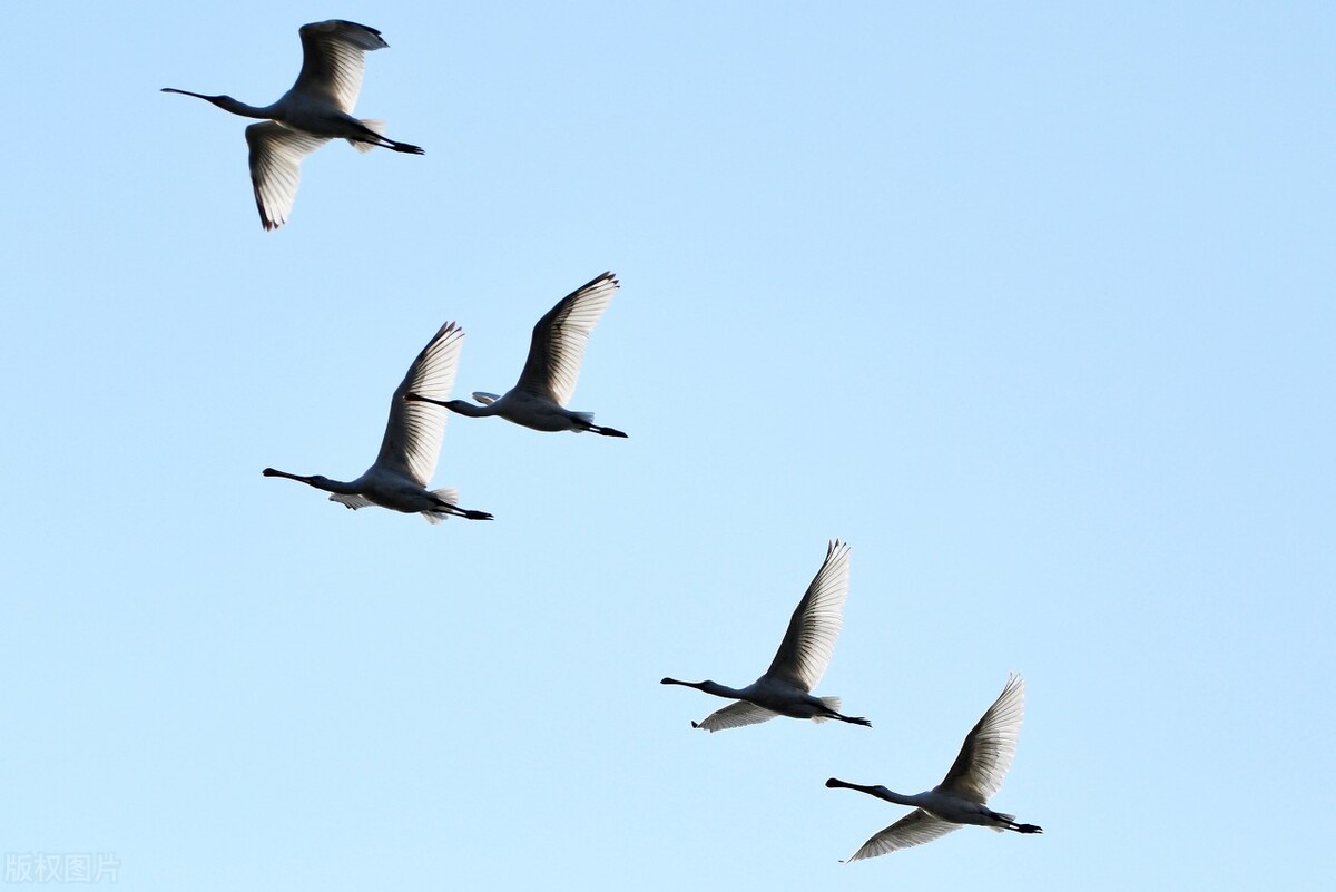 世界60个国家的珍稀国宝,100个国家国宝动物